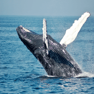 Whale Watching
